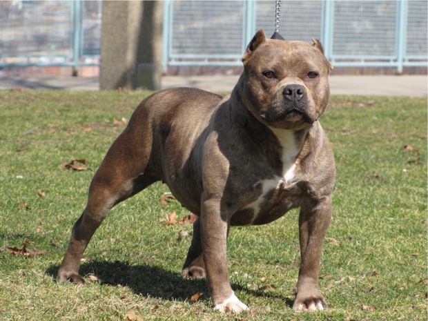 Дочь казахстанского дипломата пострадала от нападения питбуля в США