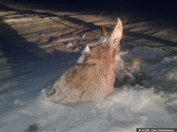Самка кулана была убита браконьерами в Костанайской области