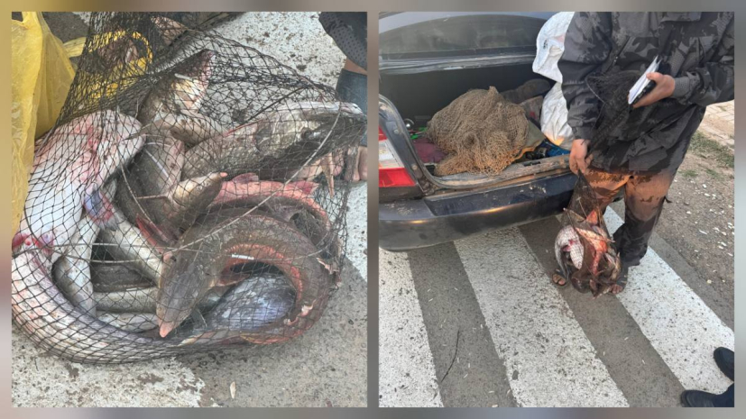 Незаконную перевозку редких рыб пресекли в ЗКО