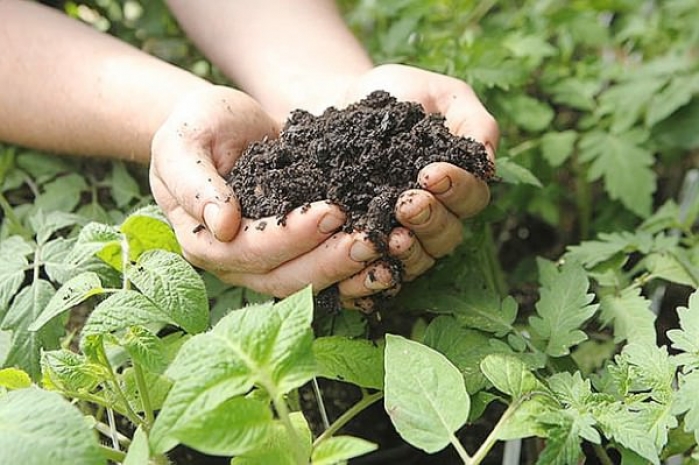 В США хотят делать удобрения из трупов