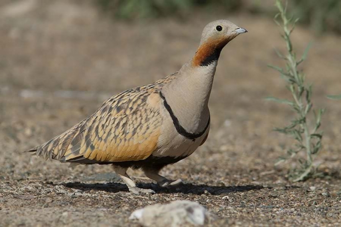 Гражданин Саудовской Аравии осужден за отстрел краснокнижных птиц в Казахстане