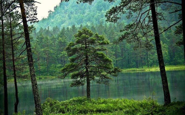 Более 43 млн тенге заплатят алматинцы за вред окружающей среде