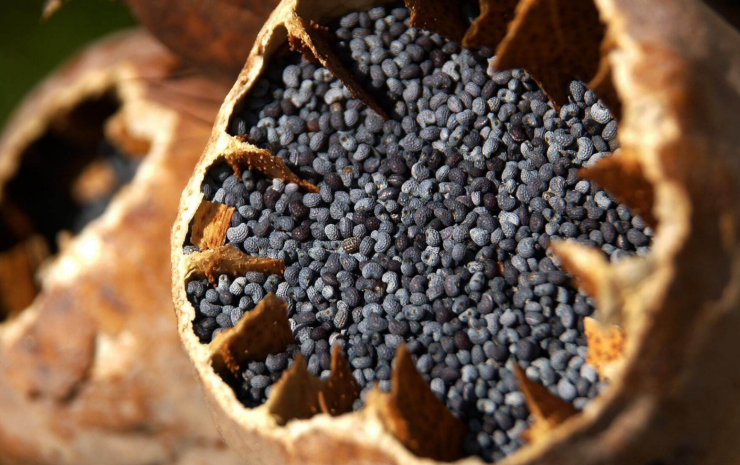 Распространения наркотиков в особо крупном размере выявлены в Павлодарской области