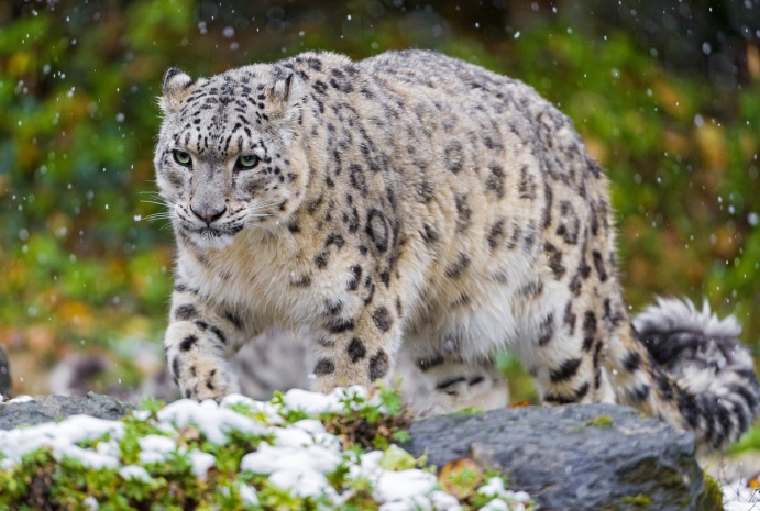 Фонд охраны биологического разнообразия планируют создать в Казахстане