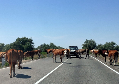 Полиция зарегистрировала 30 ДТП из-за домашних животных на трассе в Актюбинской области