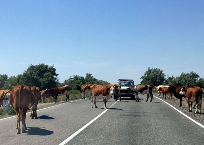Полиция зарегистрировала 30 ДТП из-за домашних животных на трассе в Актюбинской области
