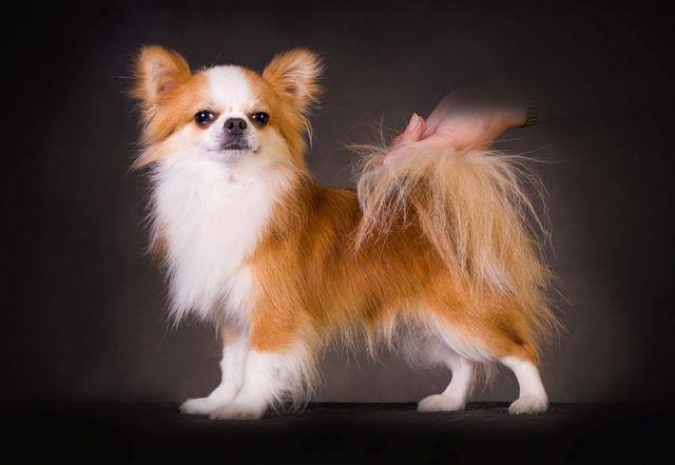 В Сан-Франциско полиция перекрыла дорогу и устроила погоню за чихуахуа