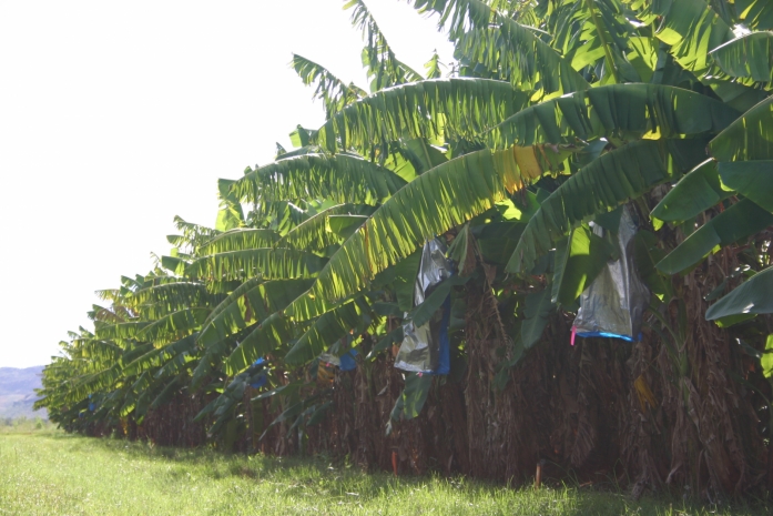 Автомобили из банановых листьев предложили делать ученые