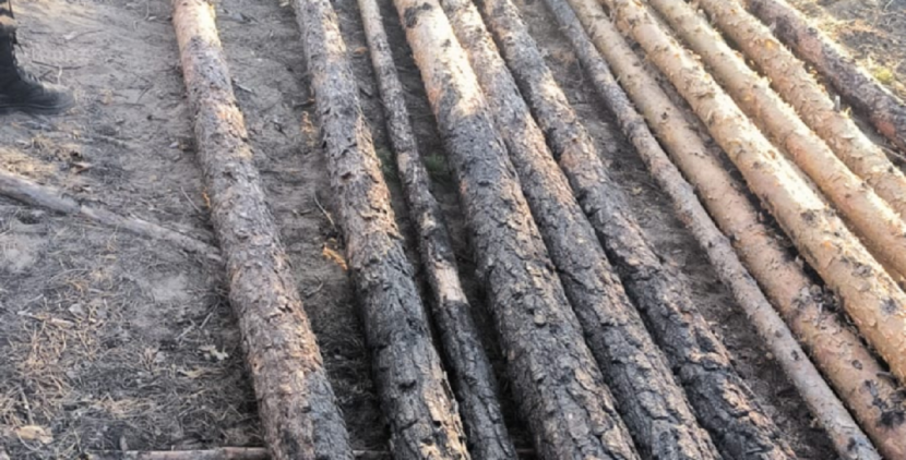 Факт хищения леса выявили в резервате «Семей орманы»