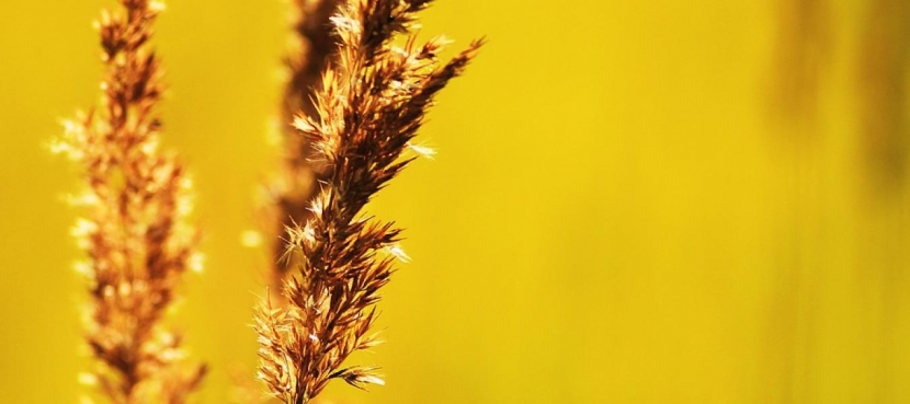 Алматы ожидает 42-градусная жара