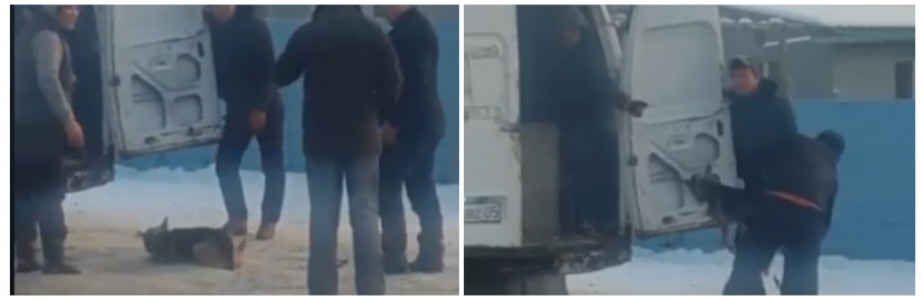 В Ащибулаке задержаны живодеры – полиция