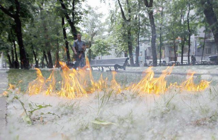 Тополиный пух стал причиной более сотни пожаров в Костанайской области