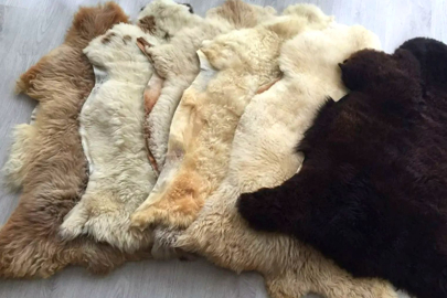 МСХ обещает восстановить мощности по переработке шкуры и шерсти