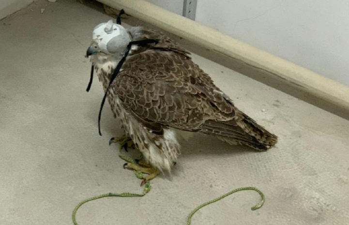 Транснациональные группировки отлавливали балобанов в Казахстане — КНБ