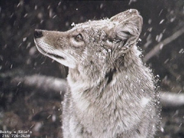 Полиция разыскивает авторов жестокого видеоролика