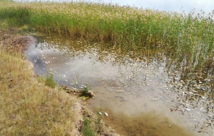 Массовую гибель рыбы зафиксировали экологи в озере в СКО