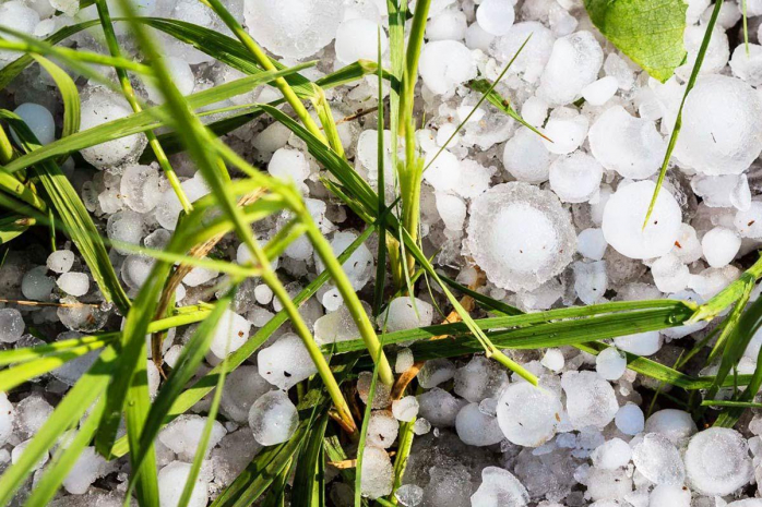 Более 60 тысяч гектаров посевов уничтожено градом в Европе