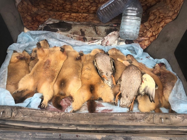 Браконьеры задержаны за отстрел сурков и уток в Баянаульском нацпарке