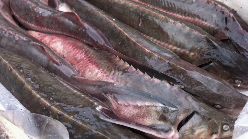 Тюленя и 39 осетровых изъяли пограничники за прошедшие сутки