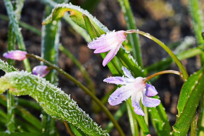 Заморозки в ночное время ожидаются на северо-востоке Казахстана