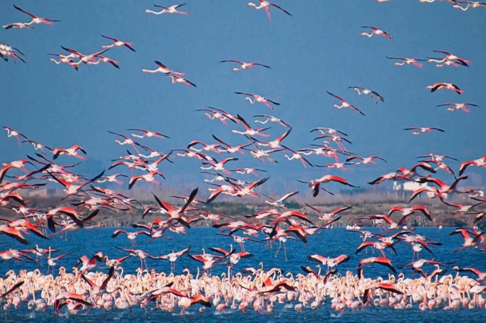 Стаю фламинго с высоты птичьего полета сняли в Актау