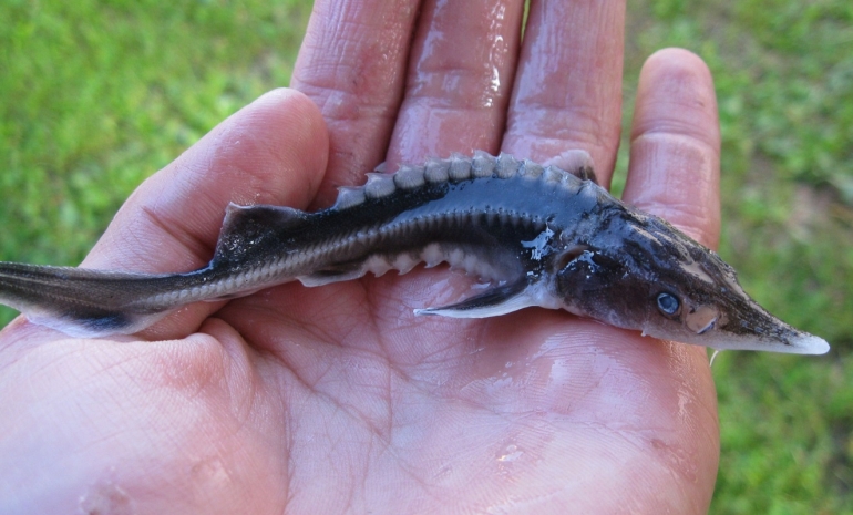 Почти 50 килограммов стерляди незаконно добыл россиянин в Павлодаре