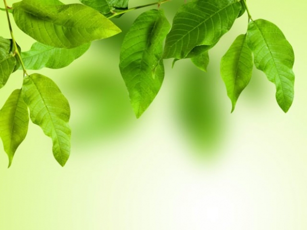 Солнечная энергия и фотосинтез: перспективы развития. Часть 1