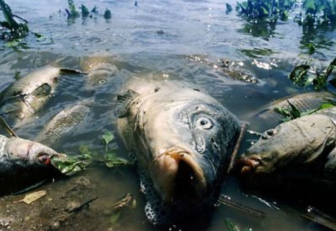 В реке Урал массово гибнет рыба