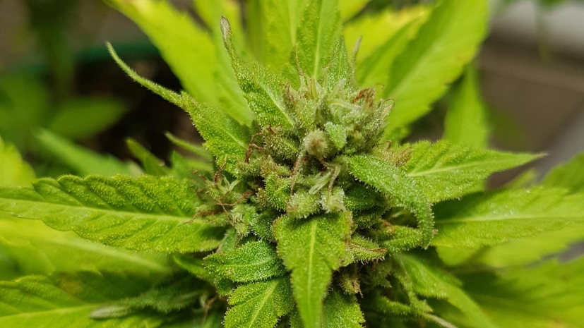 Пожарные обнаружили в квартире, где тушили огонь, плантацию конопли