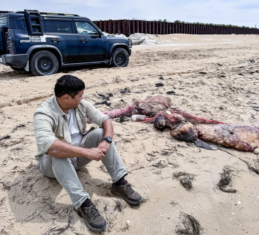 Более 50 мертвых тюленей обнаружили на берегу Каспия