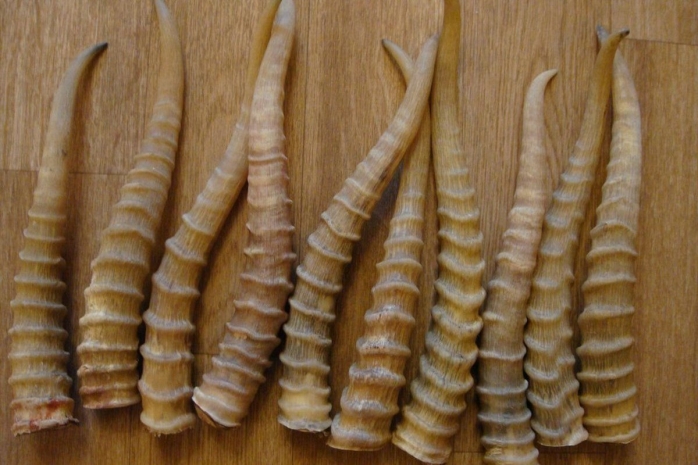 Почти два миллиарда тенге заплатят браконьеры за 805 рогов сайгаков в ЗКО