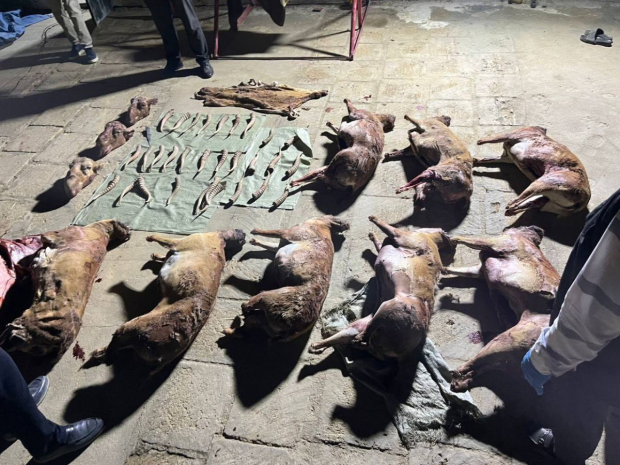 Туши незаконно отстрелянных сайгаков изъяла полиция Мангистауской области