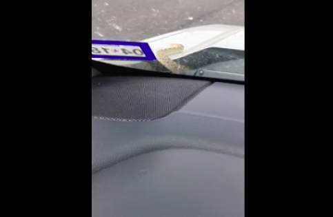 В США водителя напугала выползшая из едущего автомобиля змея