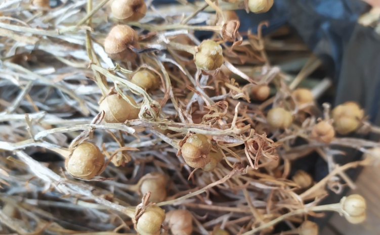 Какое наказание грозит казахстанцам за ввоз адыраспана в Россию