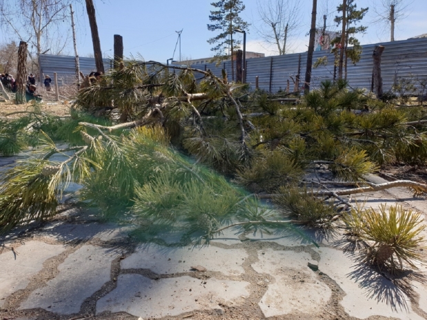 Forte Bank незаконно снес хвойные деревья в сквере Павлодара