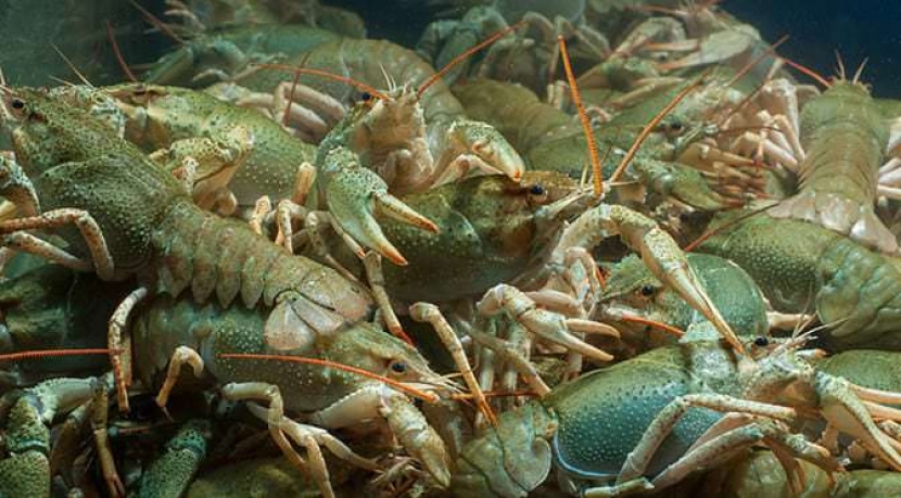 Казахстанские пограничники задержали 170 килограммов контрабанды раков