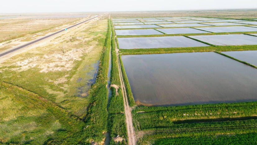 «Теневой рынок воды»: миллионы кубометров незаконно использовали для рисовых полей в Кызылординской области