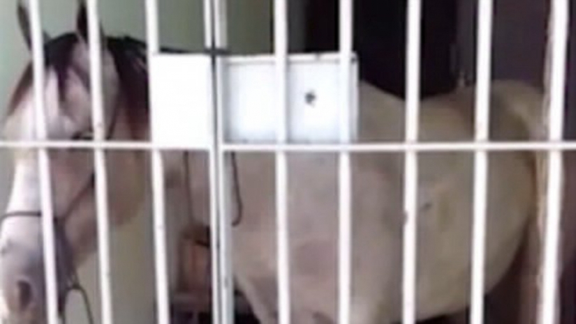 В Бразилии лошадь посадили в тюрьму за порчу чужого автомобиля