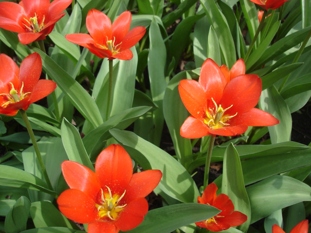 12 миллионов тенге грозит штраф за сбор тюльпанов жительнице Шымкента