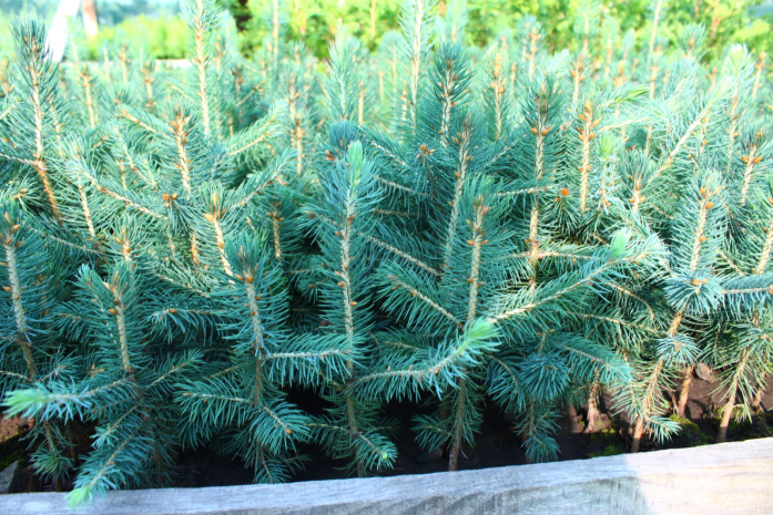 Кражу еловых на 500 миллионов тенге выявили в области Абай