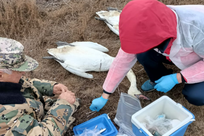 Экс-сотрудник Минэкологии связал массовую гибель лебедей с отелем Rixos в Актау