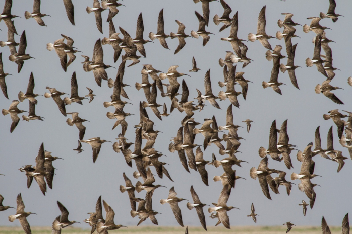 Массовая гибель птиц выявлена в резервате «Акжайык» в Атырауской области