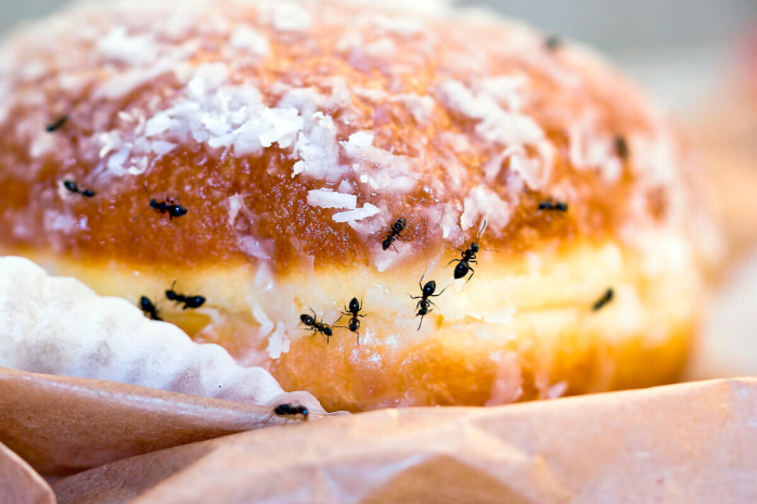 Насекомых в еде нашли в одном из детсадов Талдыкоргана