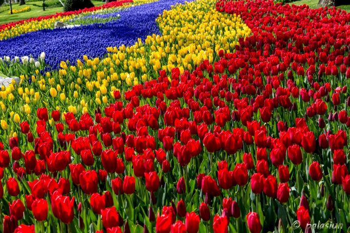 Фестиваль тюльпанов пройдет в Южном Казахстане