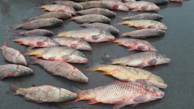 В Атырау задержали браконьера с тонной рыбы