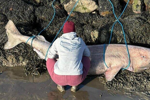 Тушу редчайшего 150-летнего животного вынесло на берег