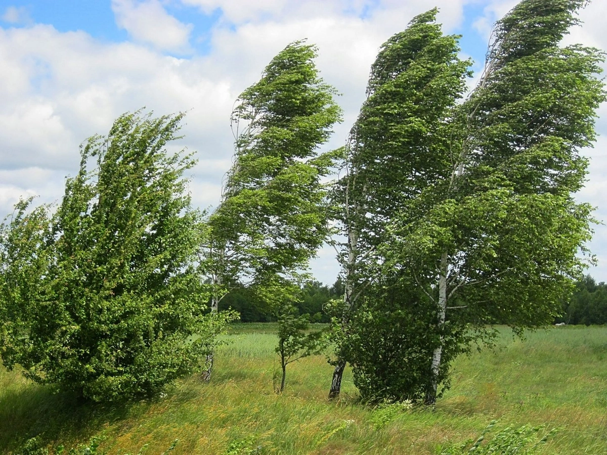 С завтрашнего дня в Баку и регионах ожидается усиление ветра - ПРЕДУПРЕЖДЕНИЕ