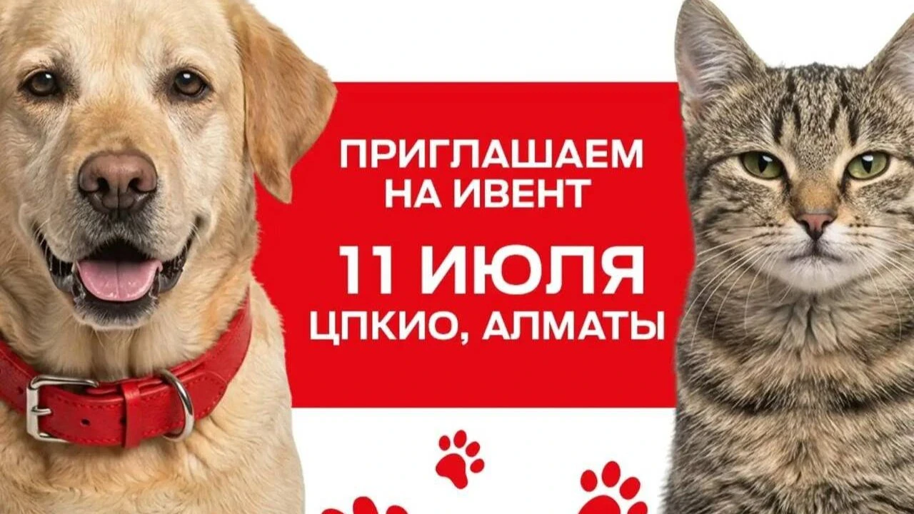 Не покупай, приюти! Благотворительная акция по пристройству животных пройдёт в Алматы