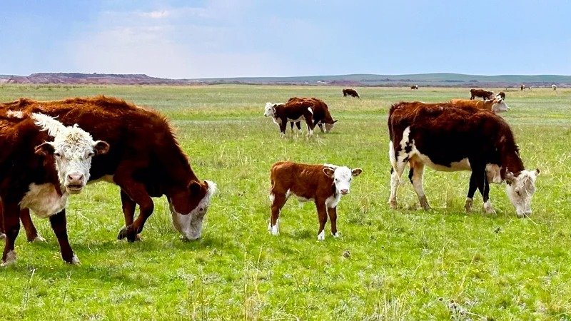 Қостанай облысында үй жануарларының иелері не үшін айыппұл алуы мүмкін