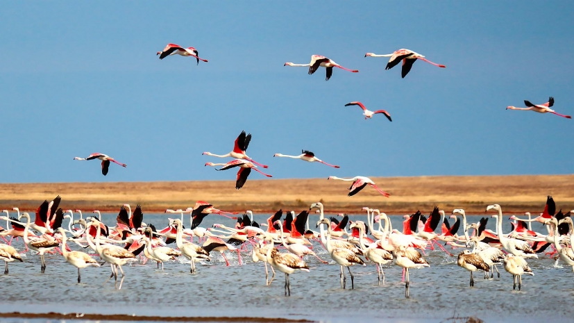 50 лет исполнилось Коргалжынскому государственному природному заповеднику